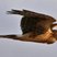 Northern Harrier